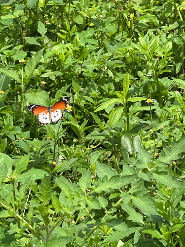 Plain Tiger Butterfly