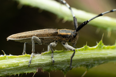 Agapanthia suturalis