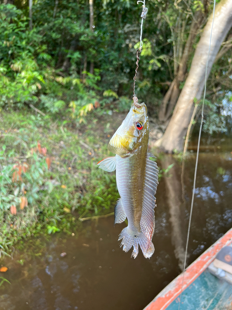 Pike pike-cichlid (Crenicichla lucius) — Cichlidae
