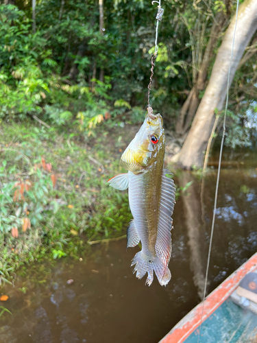 Snoek-snoekcichlide (Crenicichla lucius) — Cichlidae