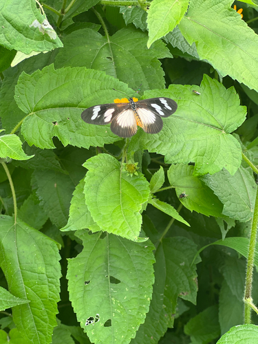 Lycoa Acraea