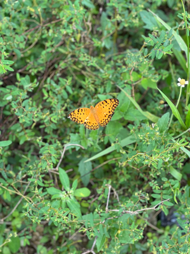 Common Leopard