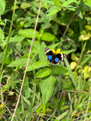 Blue-spot Pansy