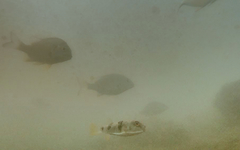 Marilyna pleurosticta