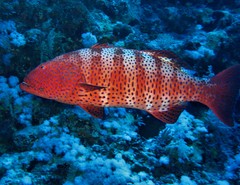 Plectropomus pessuliferus