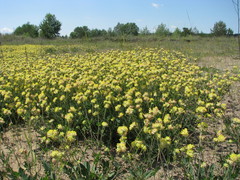 Anthyllis vulneraria polyphylla