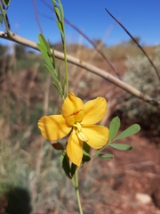 Petalostylis labicheoides