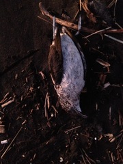 Pelecanoides urinatrix