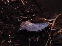 Pelecanoides urinatrix
