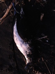 Pelecanoides urinatrix
