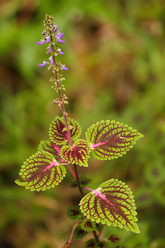 Coleus scutellarioides