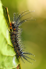 Pseudautomeris pohli