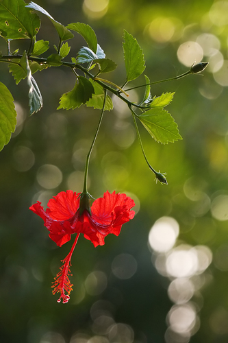 Red Hibiscus
