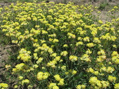 Anthyllis vulneraria polyphylla