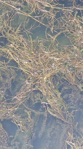 Eurasian water-milfoil