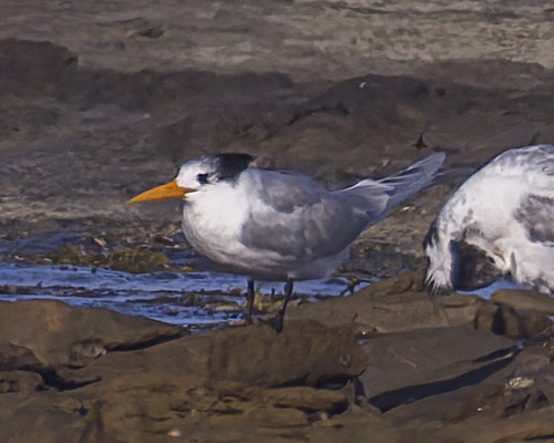iNaturalist: (c) Andrew Hall, some rights reserved (CC BY-NC), uploaded by Andrew Hall iNaturalist image