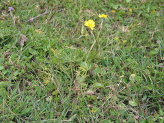 Ranunculus simensis