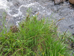 Carex conferta