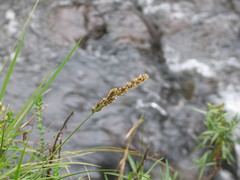 Carex conferta
