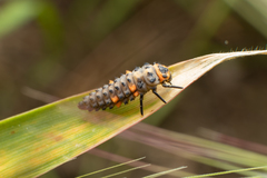 Coccinella septempunctata