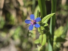 Lysimachia foemina, photograph (c) Bobo-X, some rights reserved (CC BY)