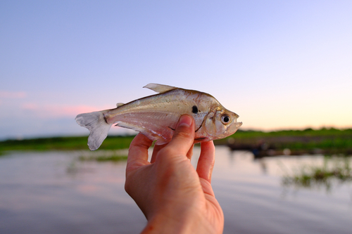 Roeboides myersii — Characidae — 2