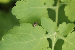 Closterotomus biclavatus