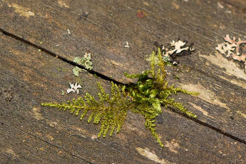 Jochenia pallescens observed 2026-08-09
