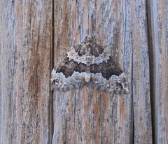 Lampropteryx suffumata