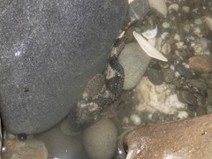 Blennodon dorsalis
