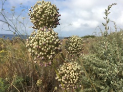 Allium ampeloprasum