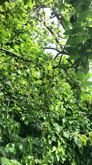 Prunus
