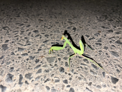 Transcaucasian Giant Mantis