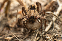 Alopecosa albofasciata