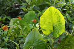 Montrichardia