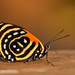 Callicore cynosura - Photo (c) Jiri Hodecek,  זכויות יוצרים חלקיות (CC BY-NC), הועלה על ידי Jiri Hodecek