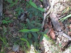 Melodinus australis