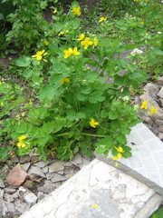 Chelidonium majus