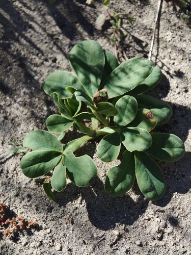 Oxalis flava, photograph 4