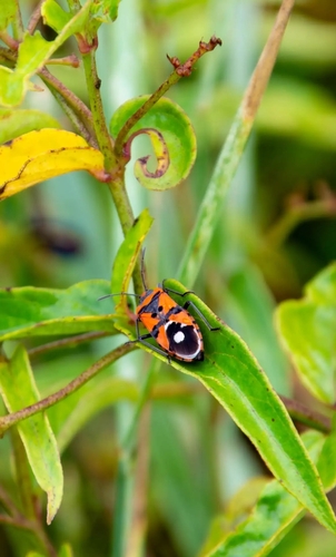 Black-and-Red Bug
