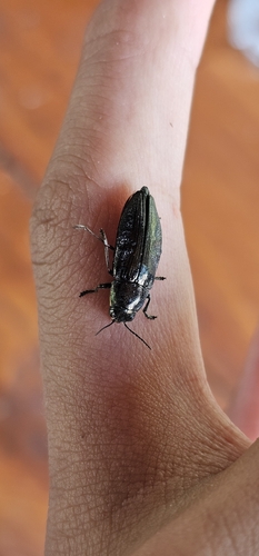 Buprestis haemorrhoidalis