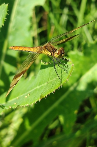 Banded Darter