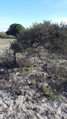 Diospyros austro-africana