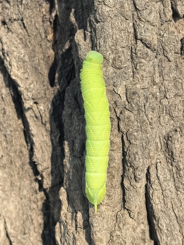 Clanis bilineata