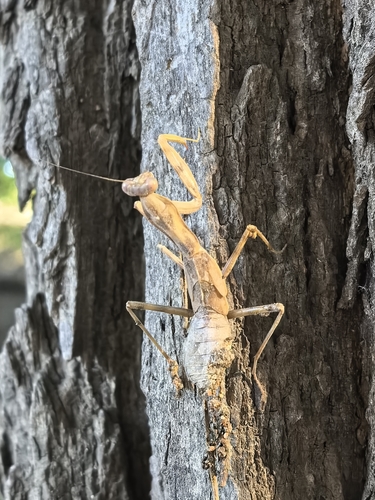 Giant Asian Mantis
