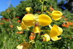 Eulophia speciosa