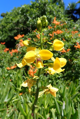 Eulophia speciosa, photograph 1