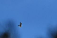 Buteo buteo