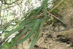 Pleopeltis macrocarpa