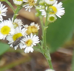 Acmaeodera tubulus